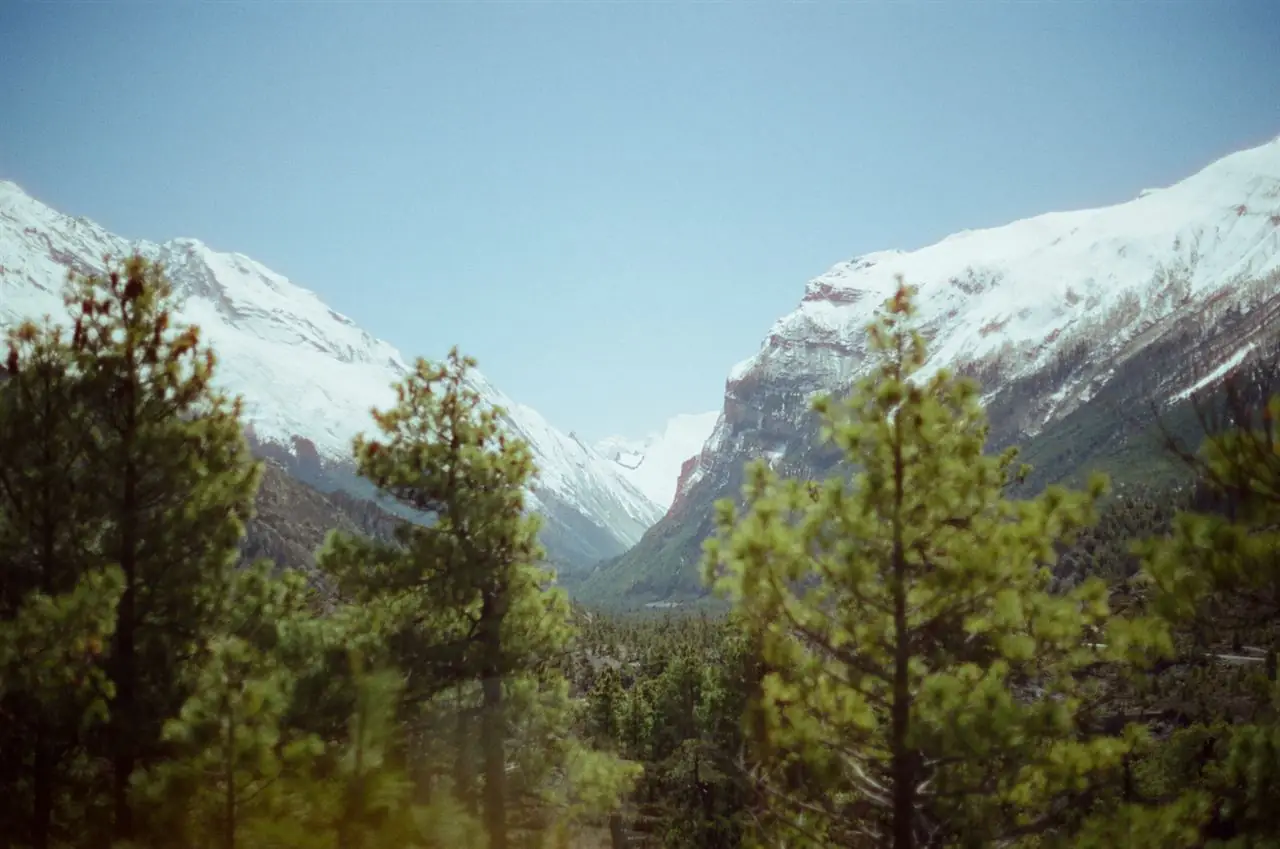 Tsum Valley pine forests